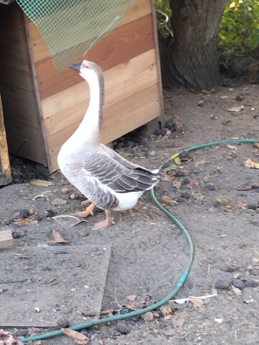 Witam sprzedam gosora