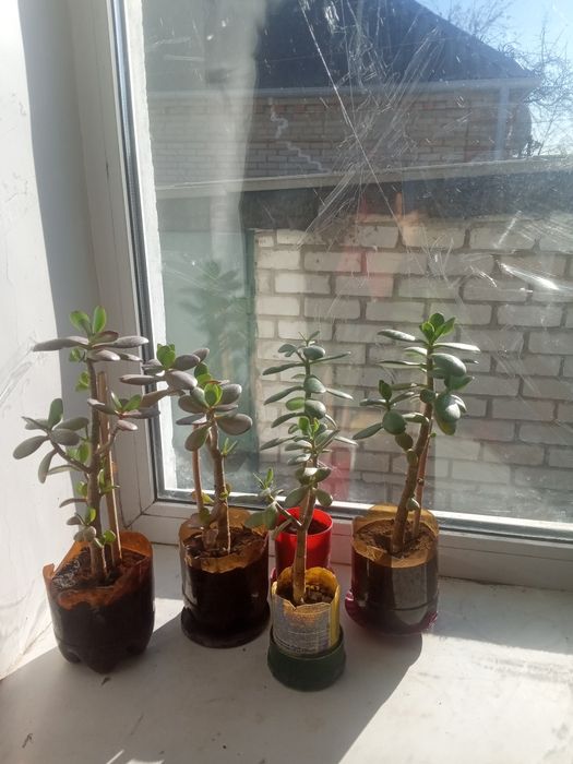 Денежное дерево, разного возрастаа