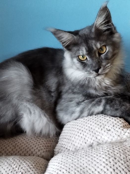 Kocurek  Maine Coon 4,5miesięczna
