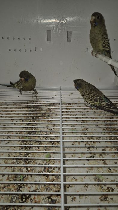 Periquitos blackface