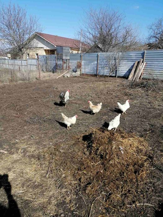 Смюімʼя з півником