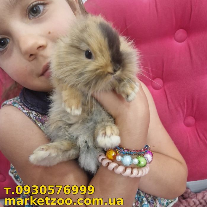 карликові кролики,карликовые,міні,mini,карликовий,карликовый Шикарний кролик породи "Mini lionhead",дуже аккуратний,вага дорослого до 1,5кг,ця порода