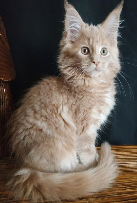 Кремовые котята Maine Coon