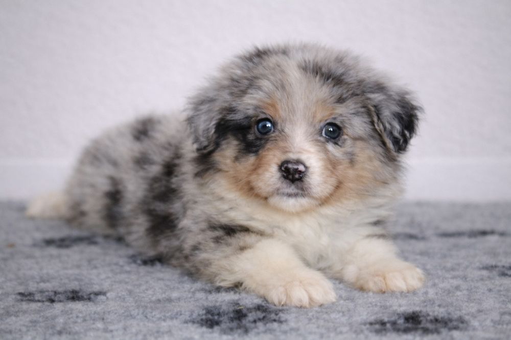 Pastor Americano Miniatura - Mini Pastor Austaliano