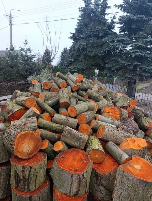 Witam Świeża olszyna