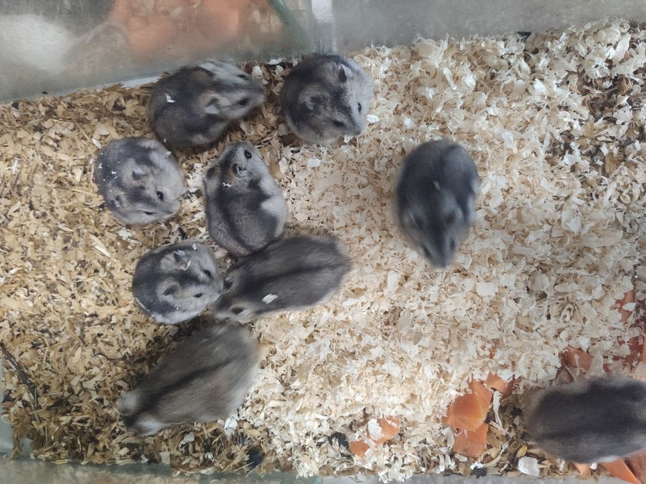Chomiczki dżungarskie