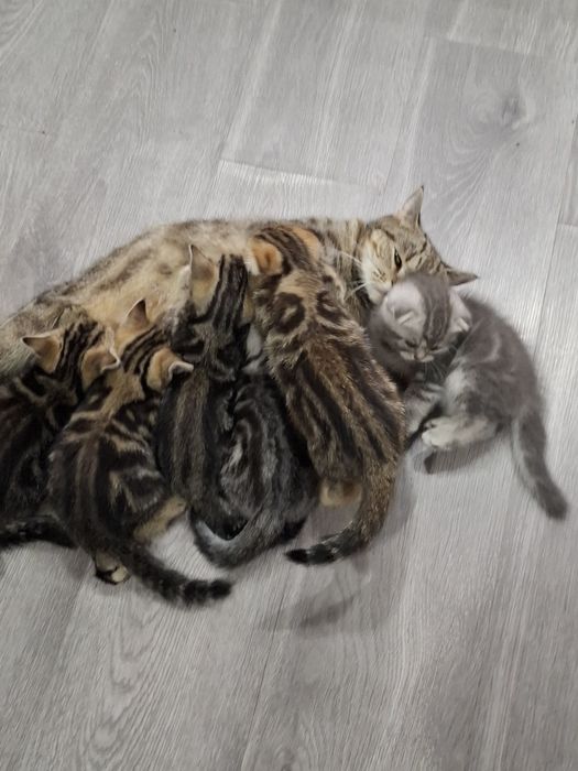 Шотландскі кошенятка