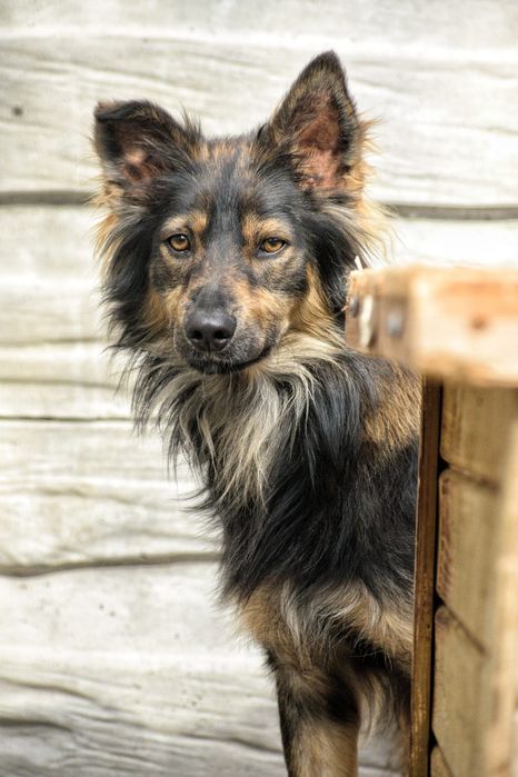 2 letni Pawełek, 12kg, do domu z ogrodem adopcja