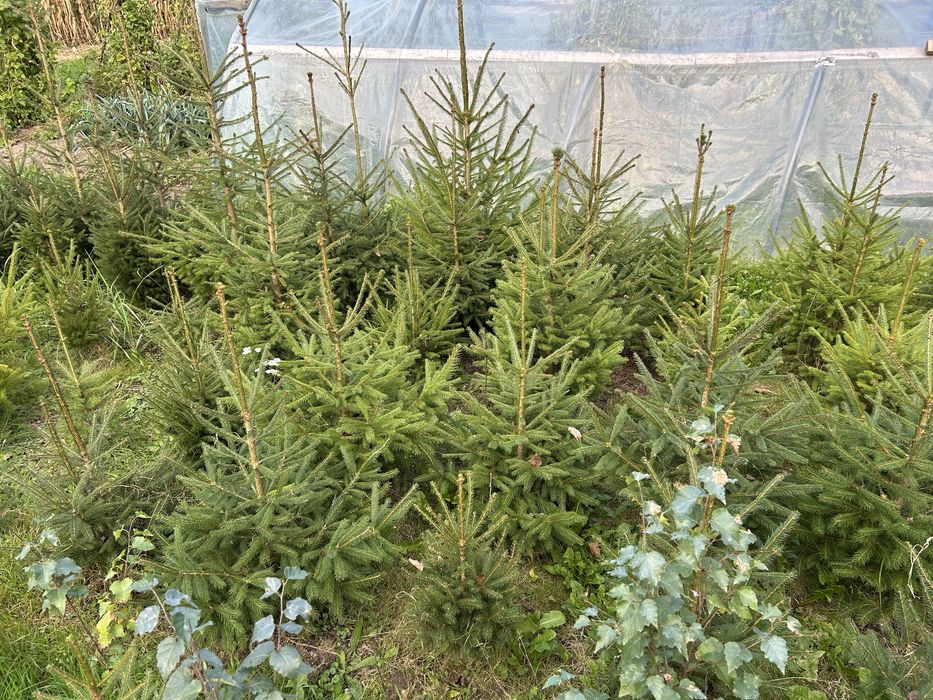 Drzewka Swierk Sosna Brzoza