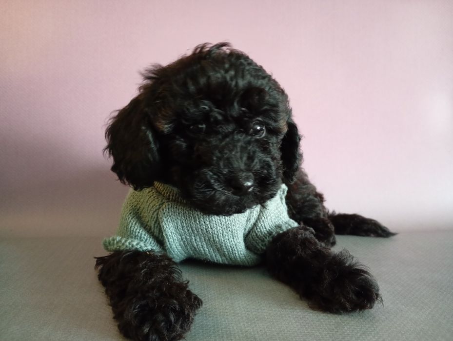 Cudooowny piesek pudel Black sable