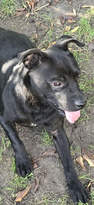 Dwa pieski jak bracia do adopcji po śmierci właściciela