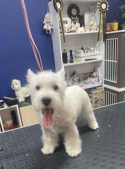 Малята Вест Хайленд Вайт Терьєр