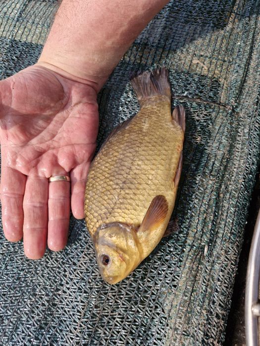 Karp, Lin, Amur, narybek, kroczek