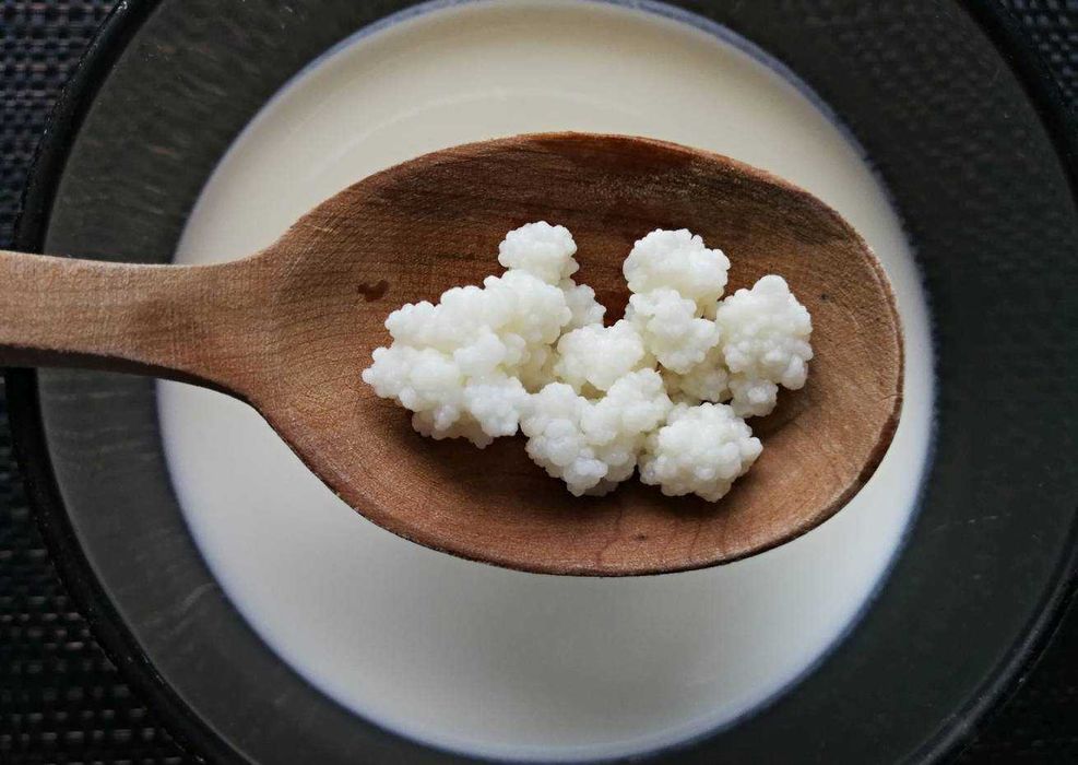 Grzybki tybetańskie 20g