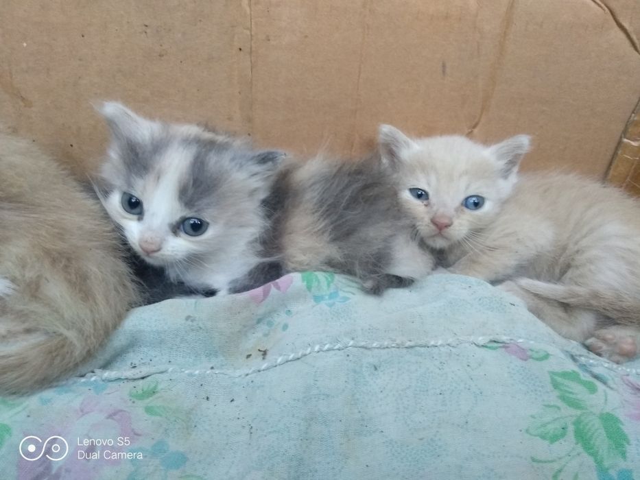 Отдам котят в добрые,хорошие руки.