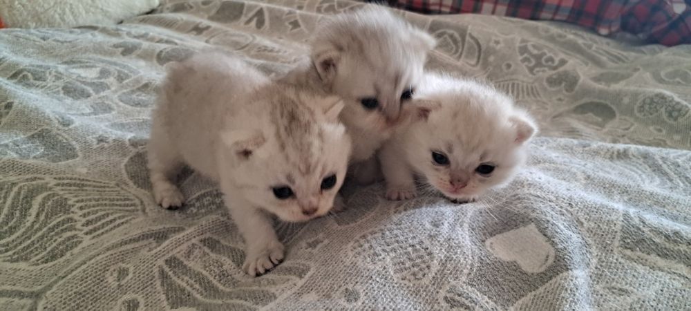 Милі кошенята світлого сріблястого окрасу.
Мама — шотландська мармуров