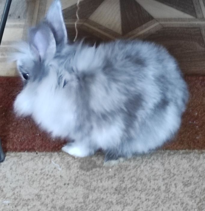 Miniatury króliczków angora