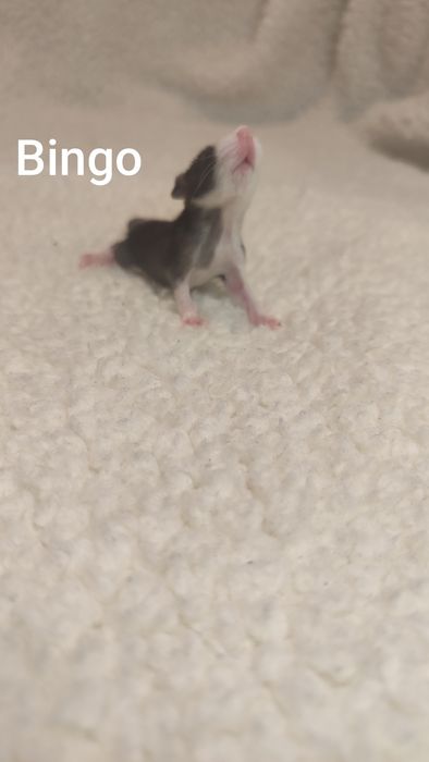 Szczury szczurki szczur młody