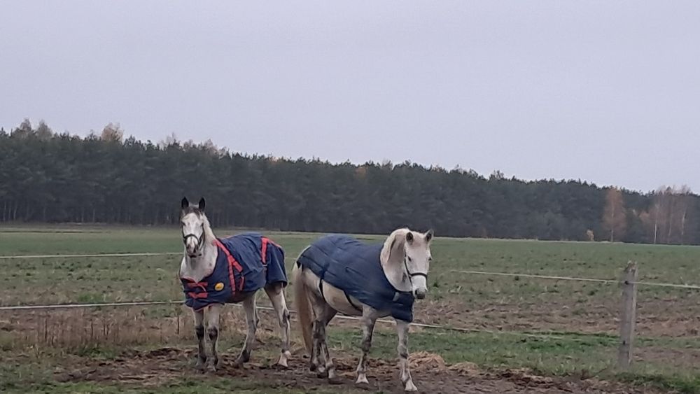 Witam sprzedam klacz