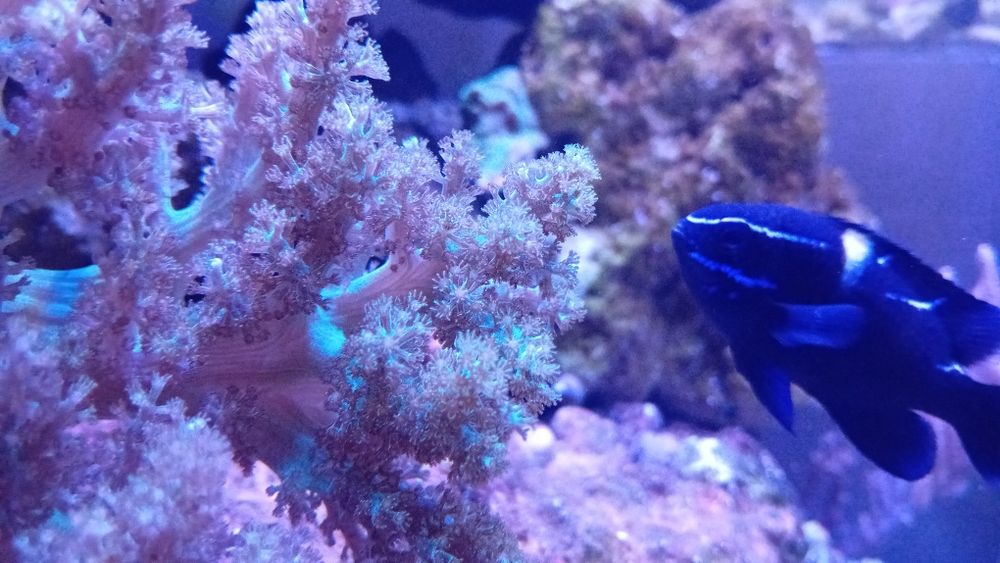 Koralowce sprzedam lub wymienię