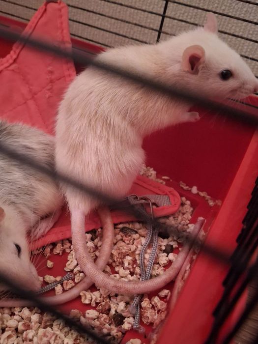 Безкоштовно. В добрі руки .Криски лагідні