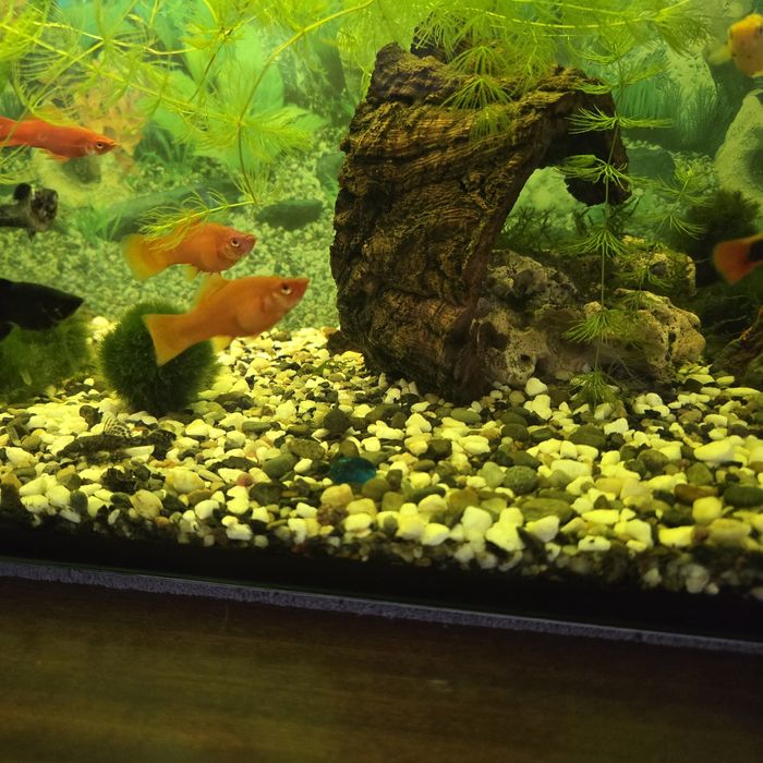 Akwarium z wyposażeniem