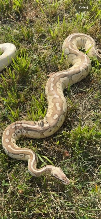 Bongo lesser oswojony