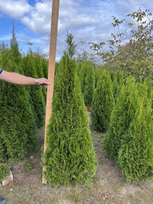 Tuje szmaragd 100 - 250 cm