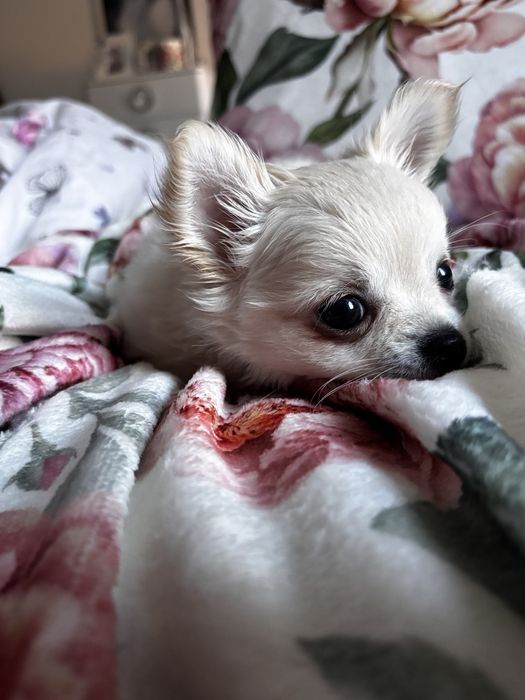 Uroczy piesek chihiahua długowłosa