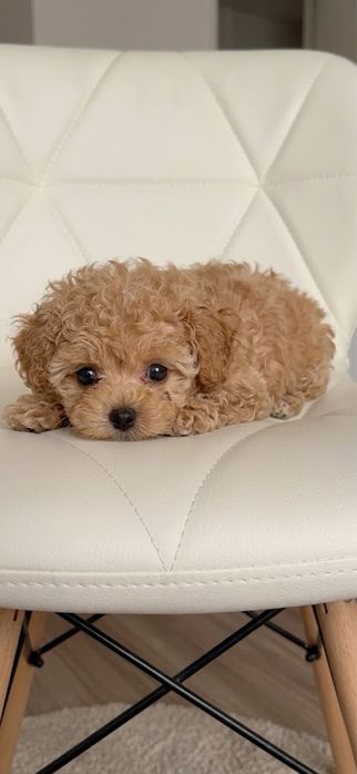 Bichooo NIE maltipoo najwspanialsza rasa hybrydowa cudowne malenkie