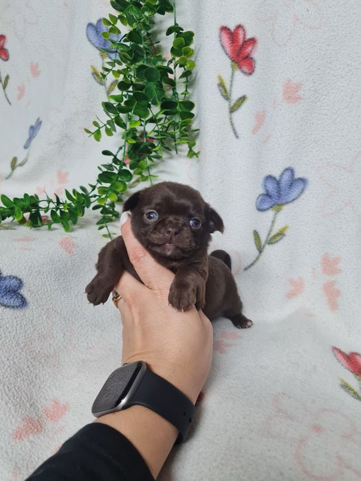 Excelente menina mini mini chihuahua/chiuaua linhagem Russa.Qualidd