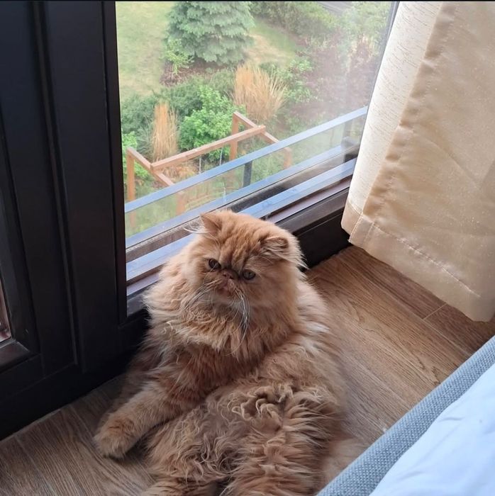 Персидський кіт шукає свою кішечку