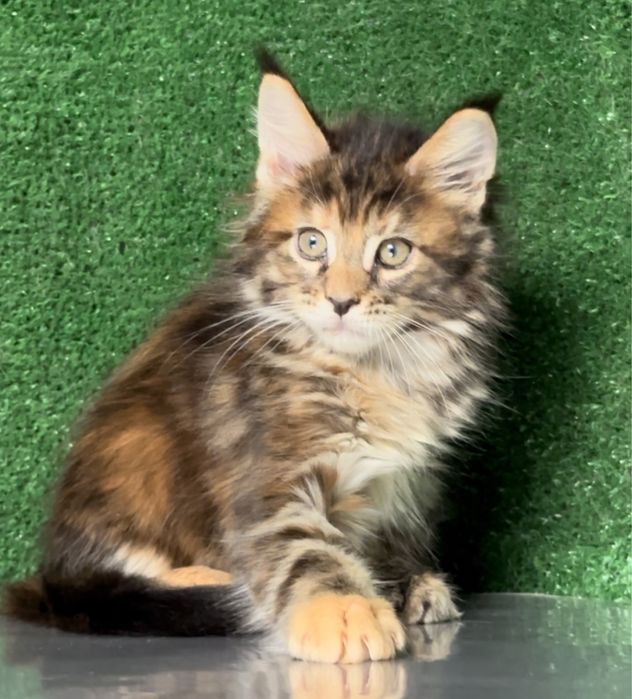 Мейн кун, черепашка яркая