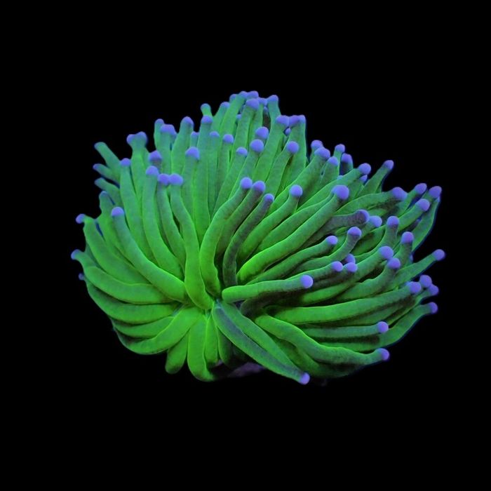 Euphyllia glabrescens - Blueberry
