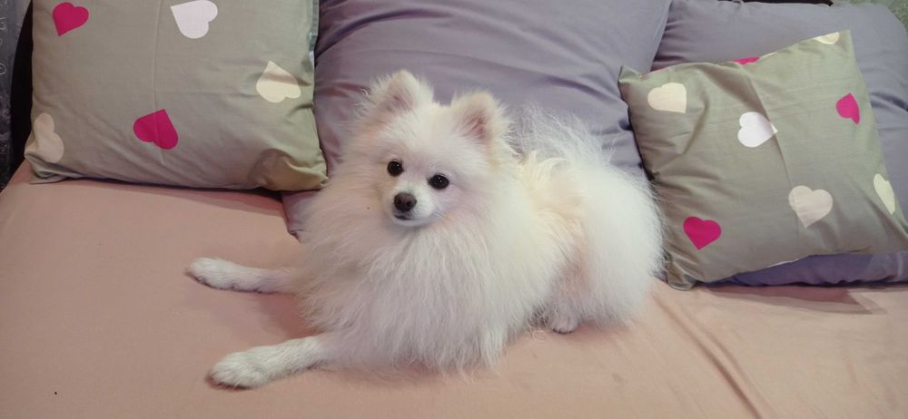 В'язка померанський шпіц м. Горохів