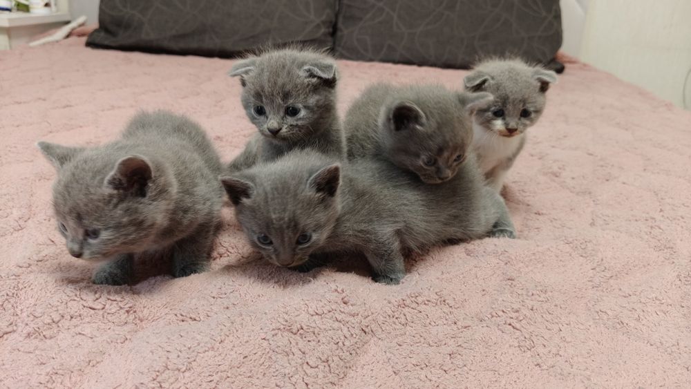 Вислоухие котята