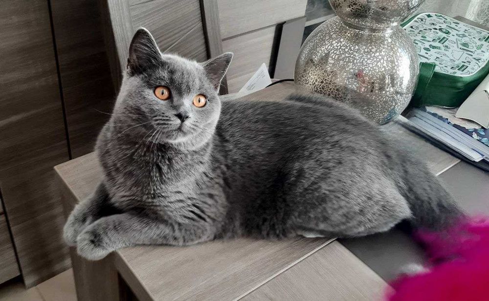 Gatinho fofinho muito querido.