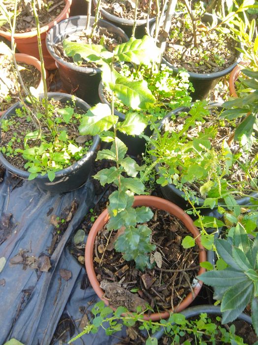 Plantas de alecrim, sobreiros, carvalhos e glicínias