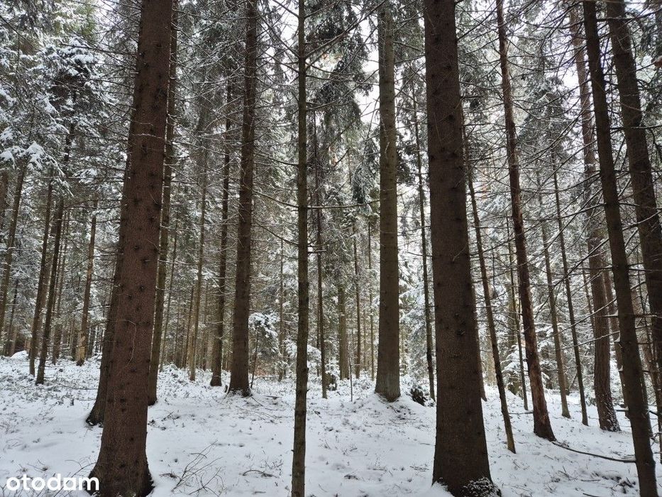 LAS 2,21 ha | UPUL | 600 kubików, do wycięcia 230 kubików