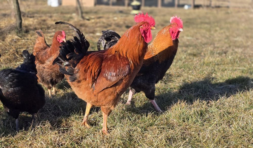 Kogut młody – z 2025 roku – chów zagrodowy