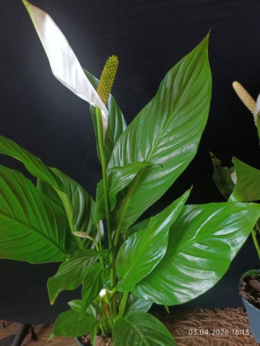 спатіфілум - жіноче щастя