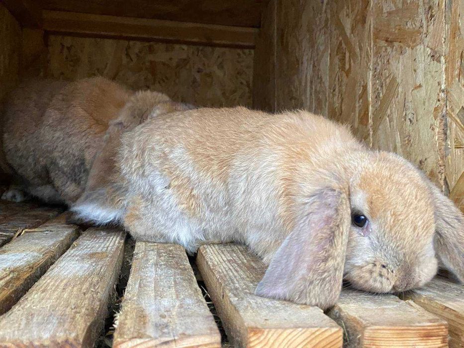 Кролі Французький баран