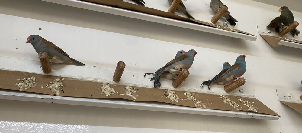 Peitinhos celeste 2025