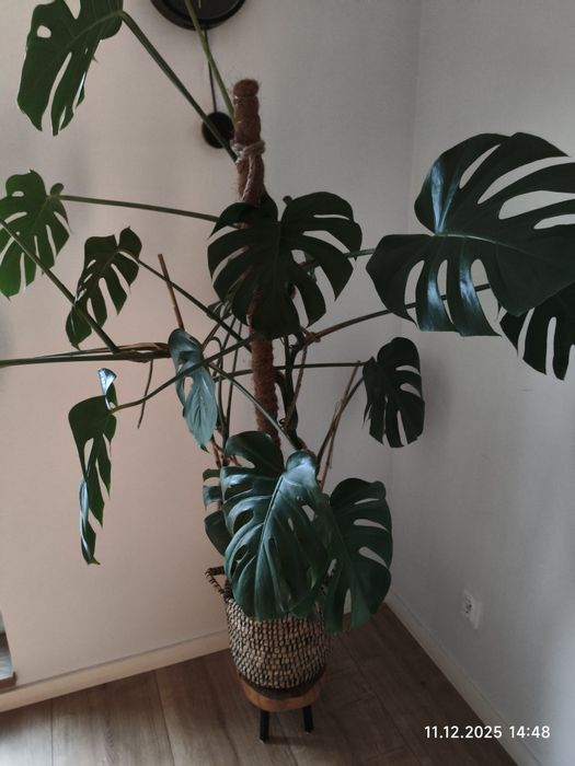 Monstera duża około 180cm