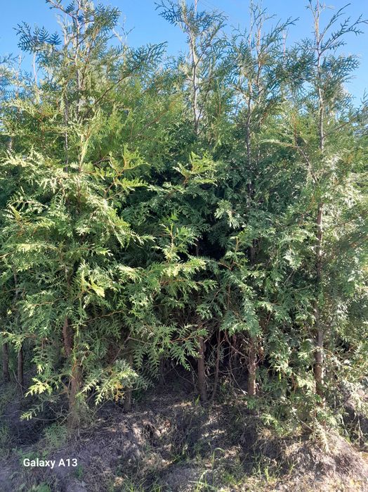 Tuja brabant. 2 metry wysokosci, kopane z bryła korzeniową.