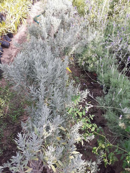 Alfazemas em vasos 7L