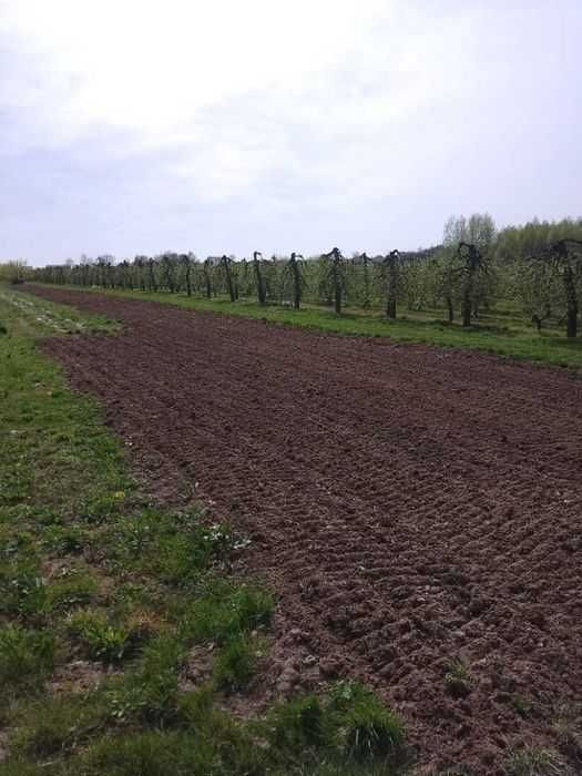 Działka budowlana w Pełczycach