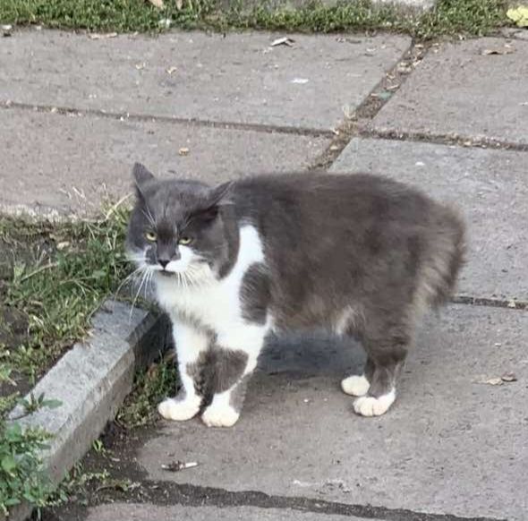 Хто загубив котика!