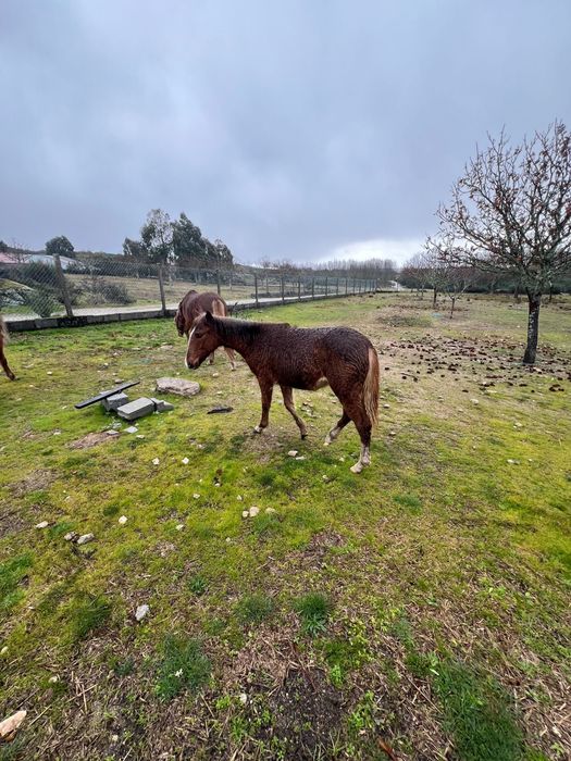 Vendo Cavalos Mansos