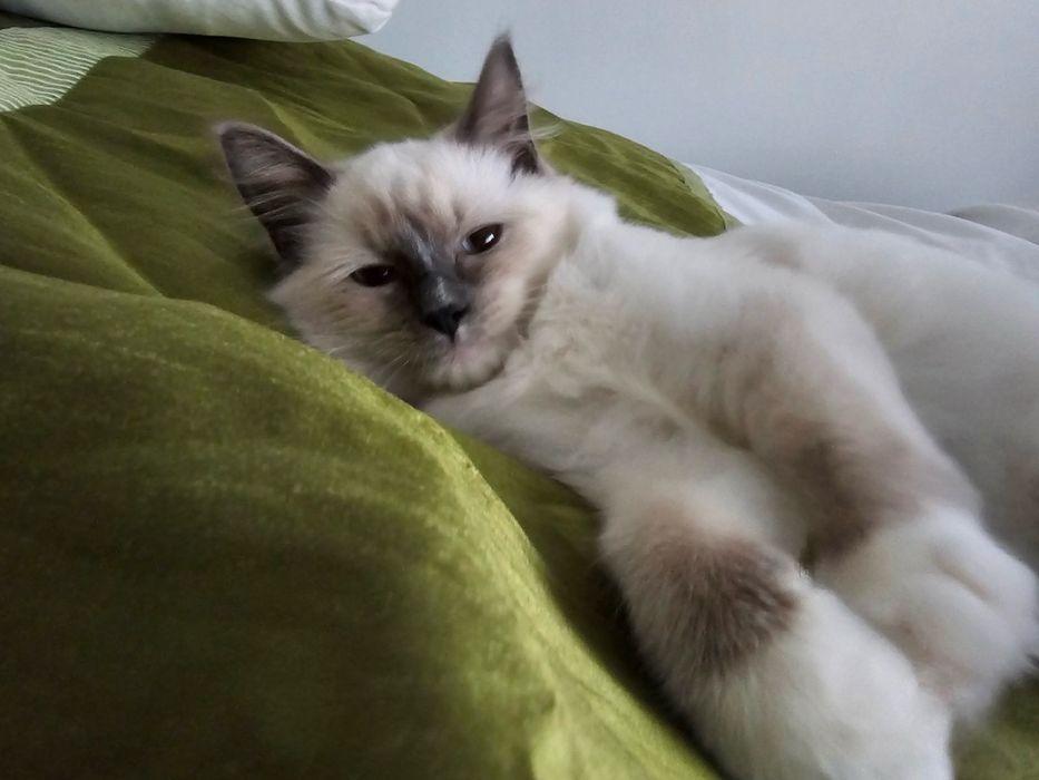 Кошення порди редгол  Ragdoll Blue mitted